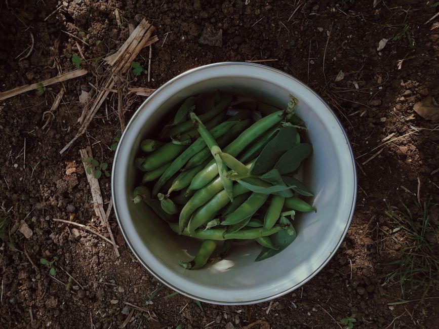 Culinária Sustentável: Da Horta à Mesa
